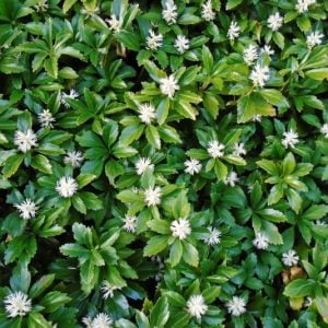 RUNIANKA Green Sheen TWORZY ZIELONY DYWAN