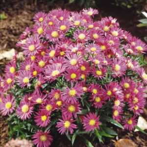 Aster-Island-Bahamas