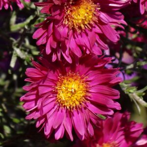 Aster-Island-Bahamas