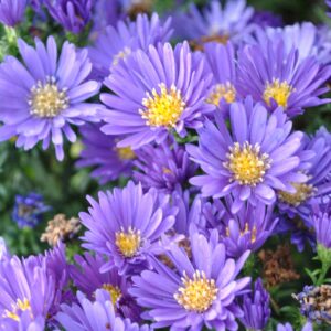 Aster Island Samoa