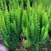 Berberys-Erecta