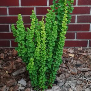 Berberys-Erecta
