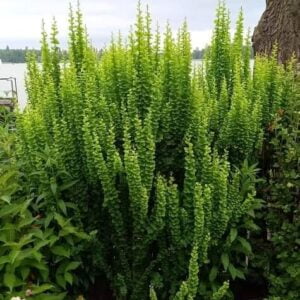 Berberys-Erecta