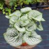 Brunnera Sea Heart