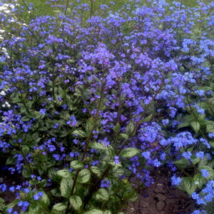 Brunnera Sea Heart