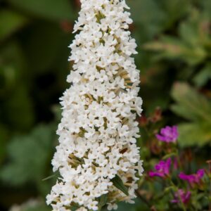 Budleja Dreaming White