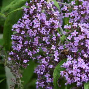 Budleja Wisteria Lane