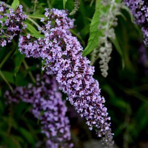 Budleja Wisteria Lane