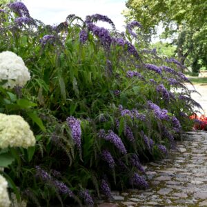 Budleja Wisteria Lane
