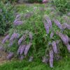 Budleja Wisteria Lane