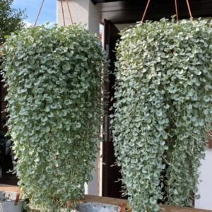 Dichondra Silver Falls