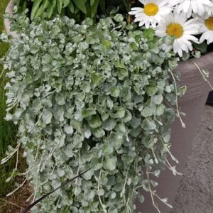 Dichondra Silver Falls