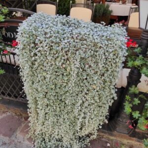 Dichondra Silver Falls