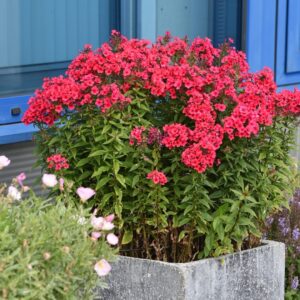 Floks Phlox Flame Red