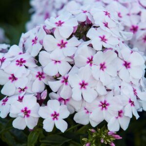 Floks Phlox White Eye