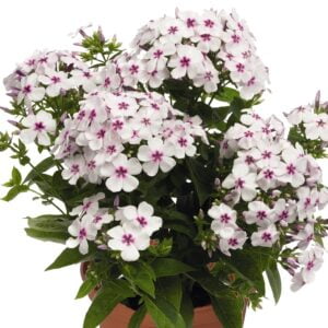 Floks Phlox White Eye
