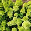 Hortensja Limelight