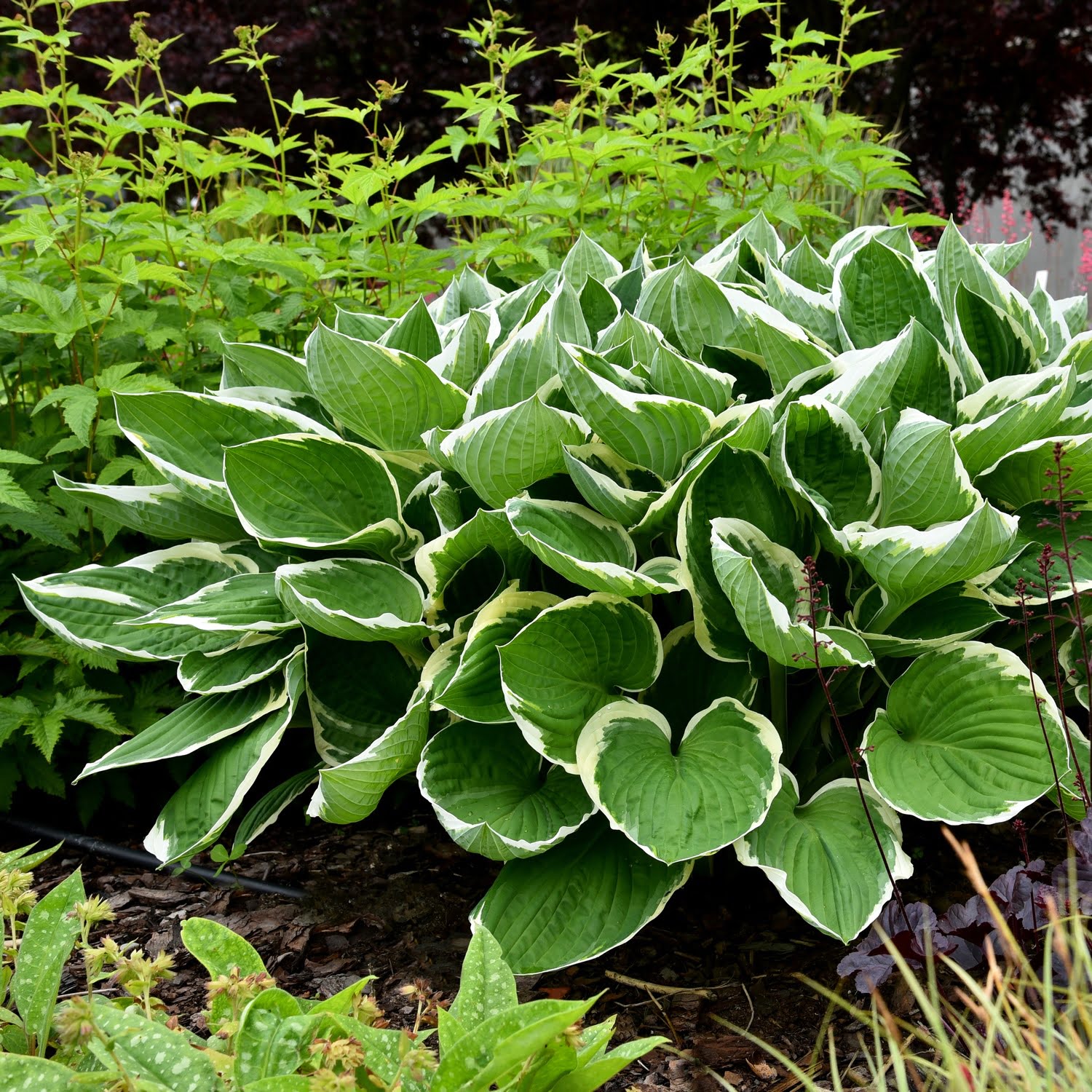 Hosta Francee Hosta Francee