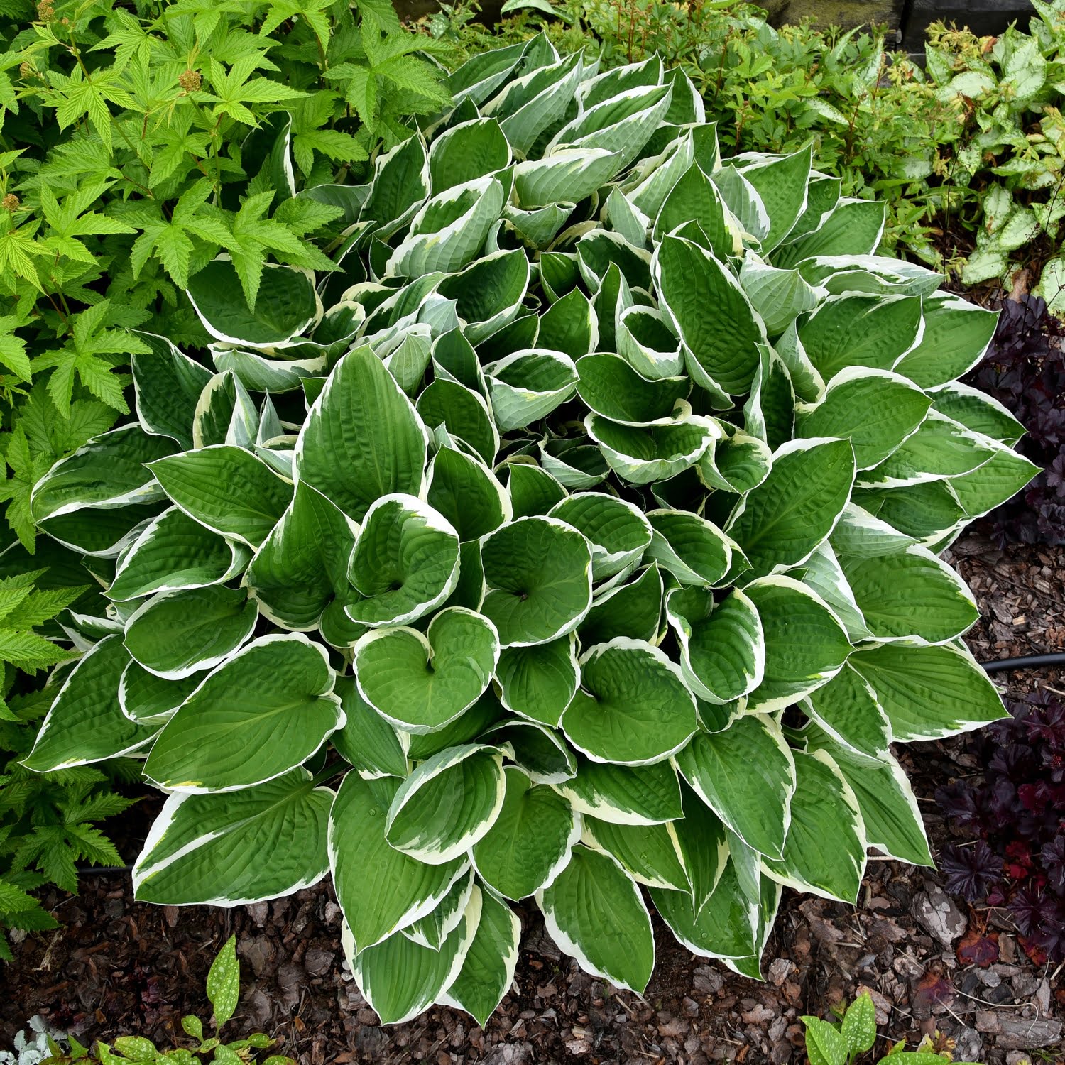 Hosta Francee Hosta Francee
