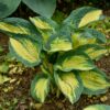 Hosta Great Expectations