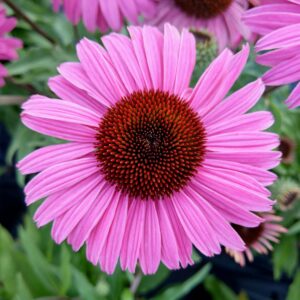 Jeżówka Dark Pink Pearl