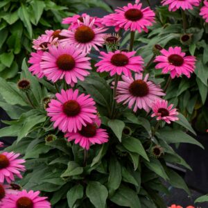 Jeżówka Dark Pink Pearl