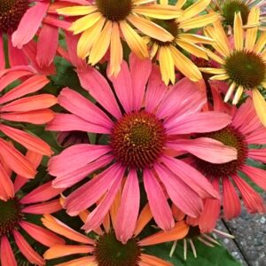 Jeżówka Fountain Orange Bicolour