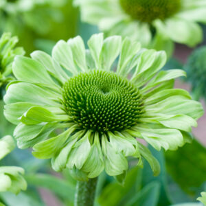 Jeżówka Green Jewel