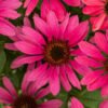 Jeżówka Magenta Pearl