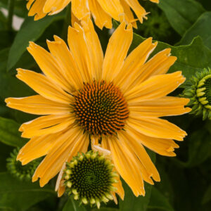 Jeżówka Yellow Pearl