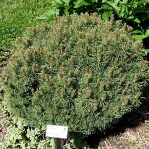 Kosodrzewina-Pinus-Mugo-Pumilo