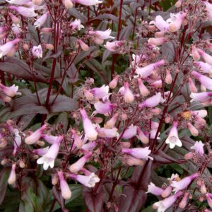 Penstemon Dark Towers
