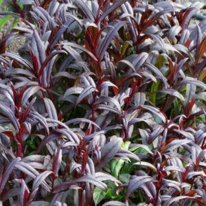 Penstemon Dark Towers