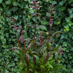 Penstemon Dark Towers