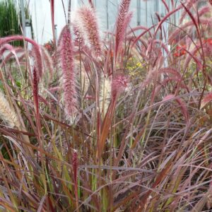 Rozplenica Rubrum