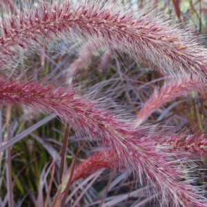 Rozplenica Rubrum