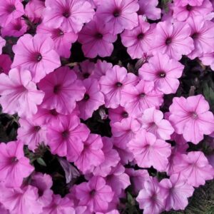 Supertunia Vista Bubblegum
