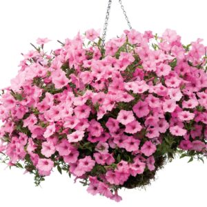 Supertunia Vista Bubblegum