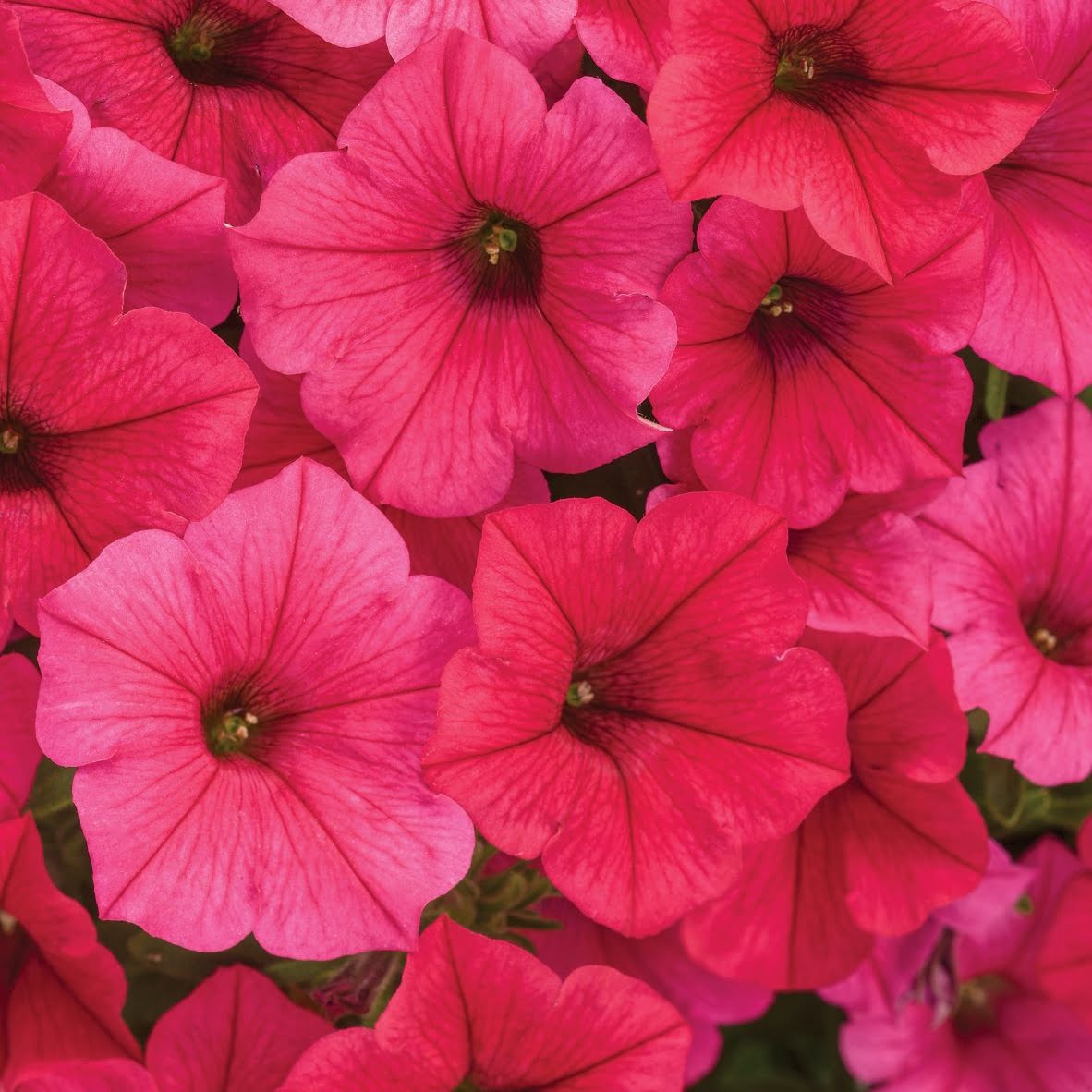 Supertunia Vista Paradise Supertunia Vista Paradise