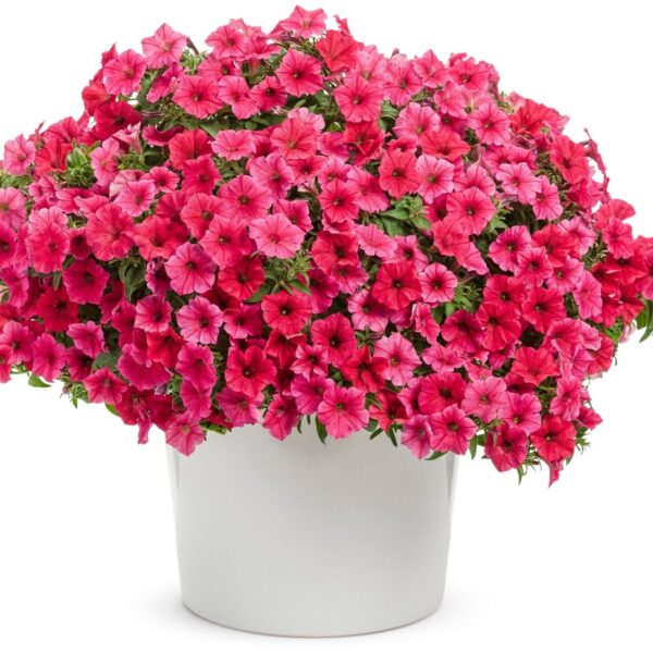 Supertunia Vista Paradise