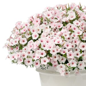 Supertunia Vista Silverberry