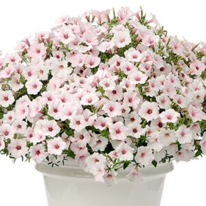 Supertunia Vista Silverberry