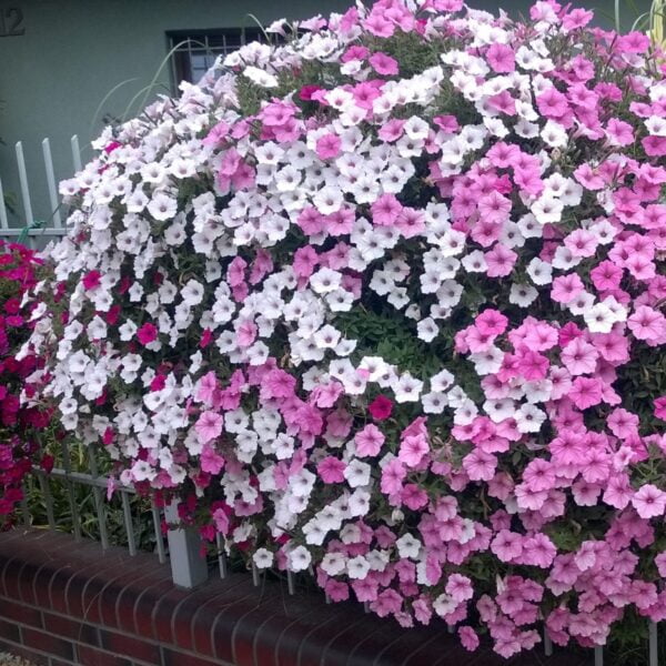 Supertunia Vista Silverberry
