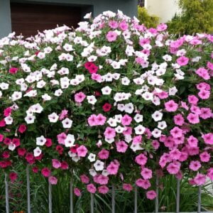 Supertunia Vista Silverberry