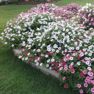 Supertunia Vista Silverberry