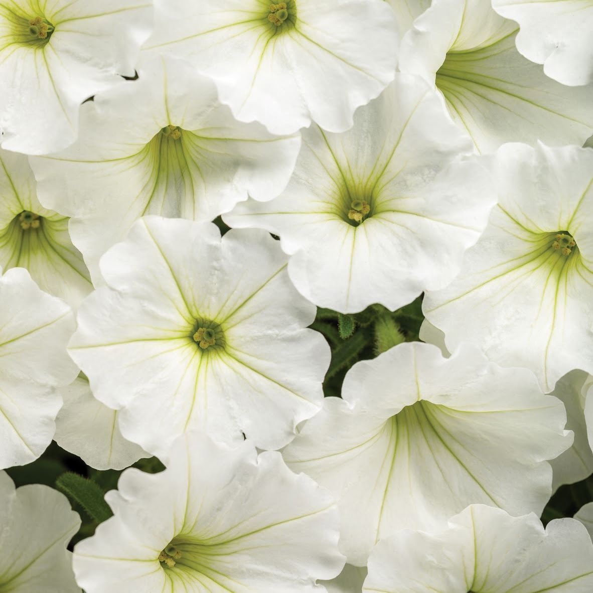 Supertunia Vista Snowdrift Supertunia Vista Snowdrift
