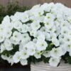 Supertunia Vista Snowdrift