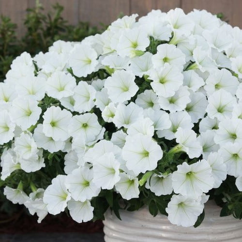 Supertunia Vista Snowdrift Supertunia Vista Snowdrift