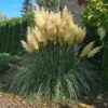 Trawa Pampasowa Biała Cortaderia Selloana