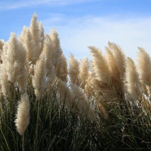 Trawa Pampasowa Biała Cortaderia Selloana